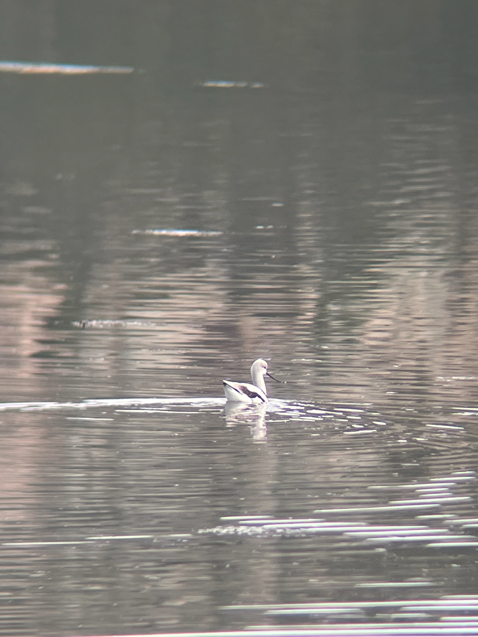 American Avocet (Recurvirostra americana), photo 2