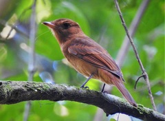 Rhytipterna holerythra