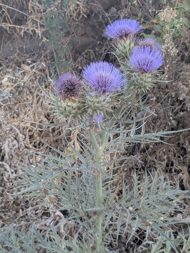 Spanish artichoke