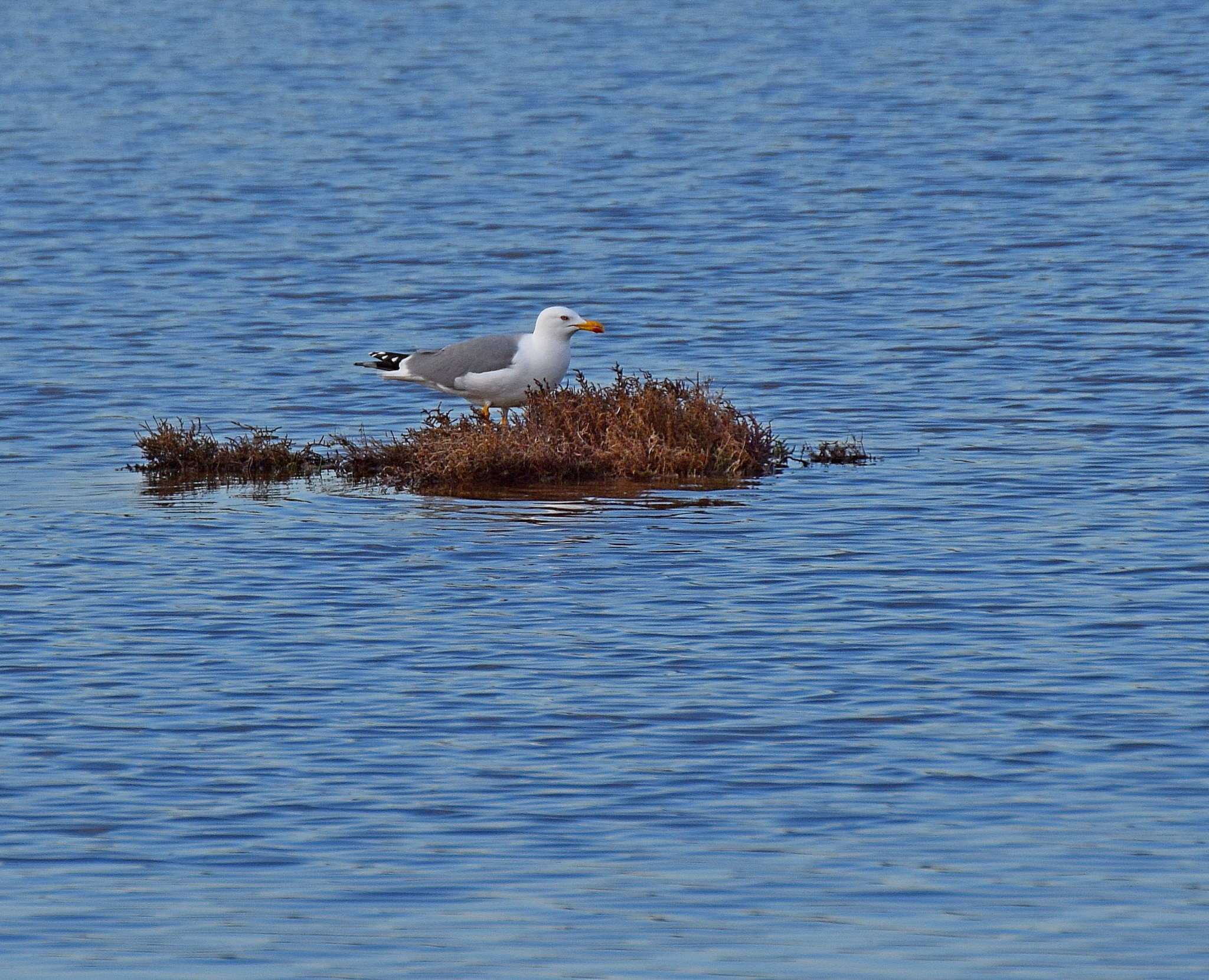 Yellow-legged Gull (Larus michahellis), photo 3