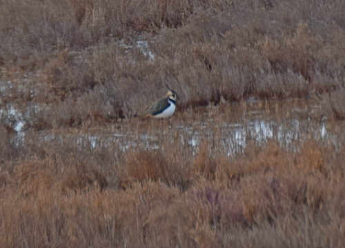 Northern Lapwing (Vanellus vanellus), photo 5