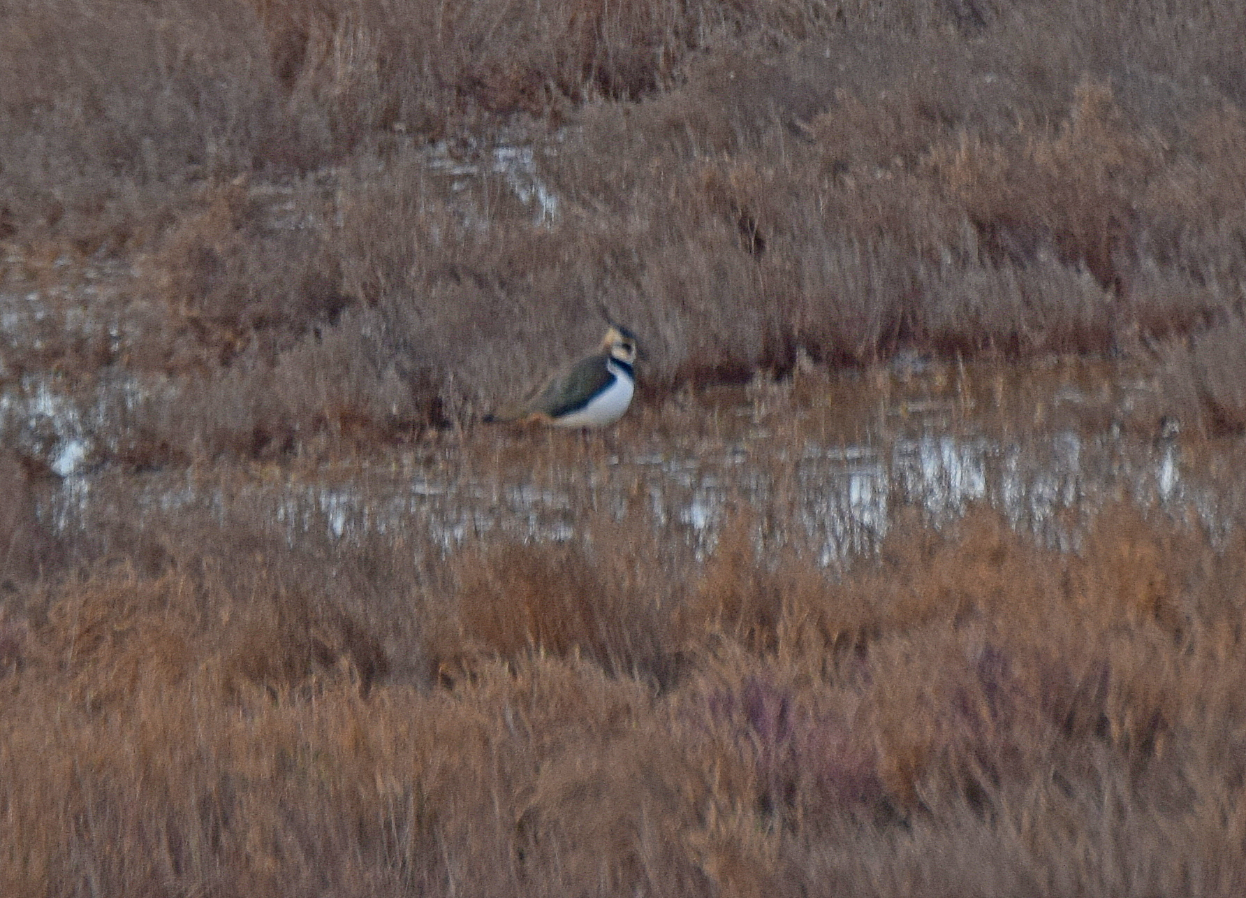 Northern Lapwing (Vanellus vanellus), photo 8