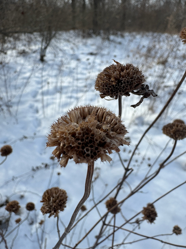 Otra foto de Wild Bergamot