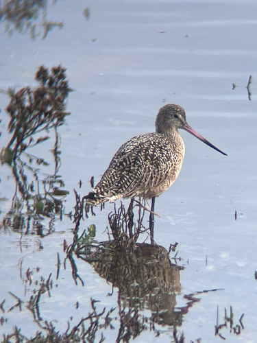 Marbled Godwit (Limosa fedoa), photo 4