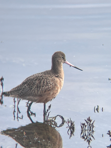 Marbled Godwit (Limosa fedoa), photo 5