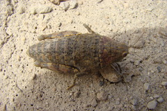 Bufonacris