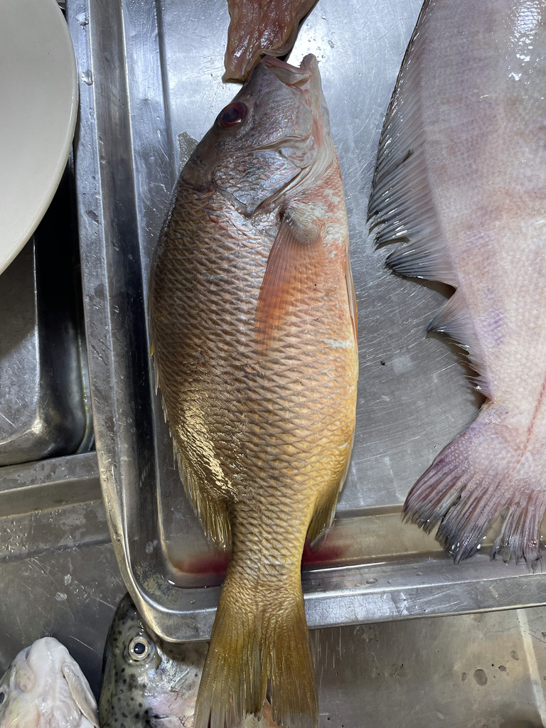 Yellow snapper (Lutjanus argentiventris) — Lutjanidae