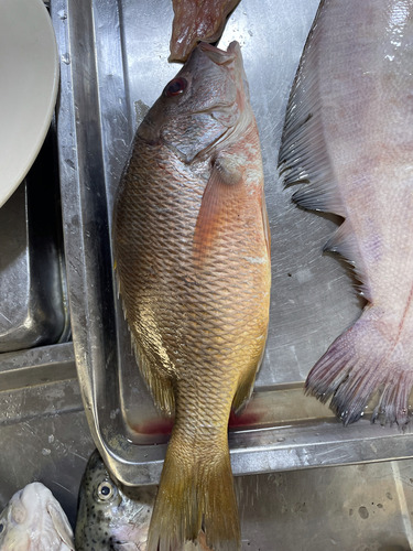 Yellow snapper (Lutjanus argentiventris) — Lutjanidae