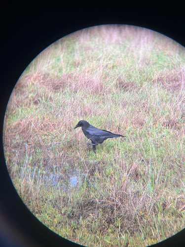 American Crow (Corvus brachyrhynchos), photo 4