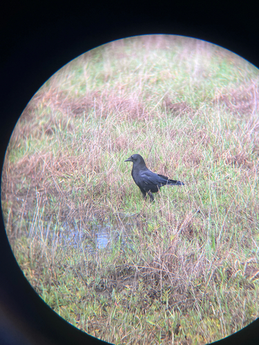 American Crow (Corvus brachyrhynchos), photo 5