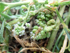 Lepidium coronopus