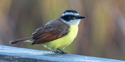 Great Kiskadee (Pitangus sulphuratus), photo 10