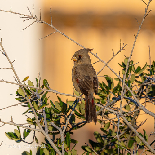 Pyrrhuloxia (Cardinalis sinuatus)