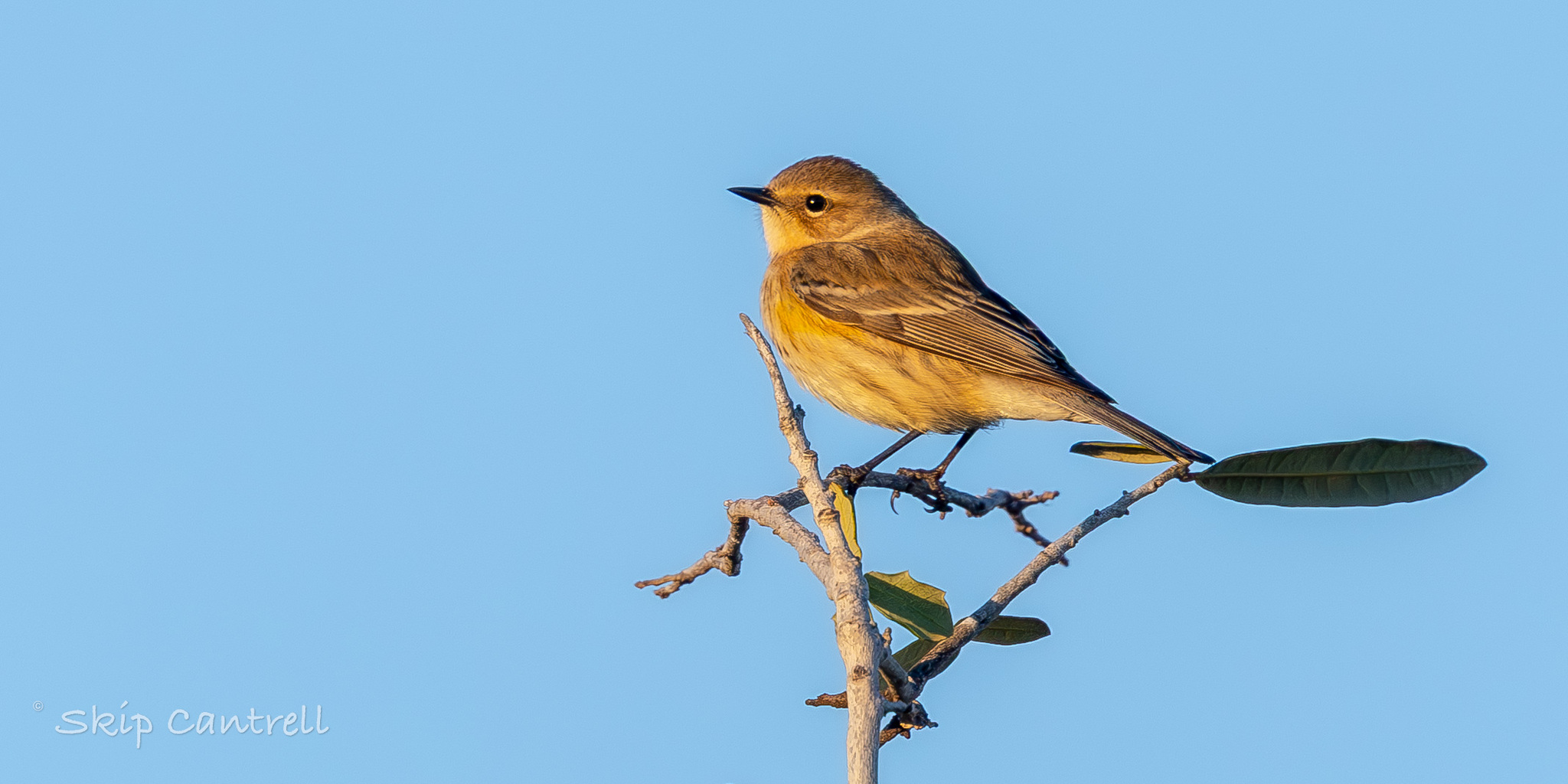Yellow-rumped Warbler (Setophaga coronata), photo 7