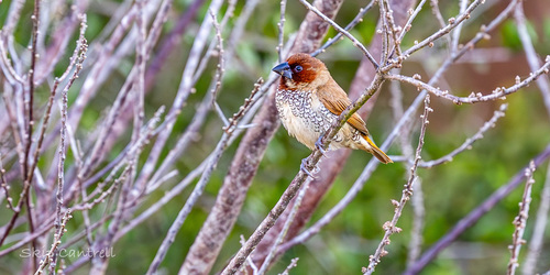 Scaly-breasted Munia (Lonchura punctulata), photo 1