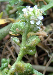 Lepidium coronopus
