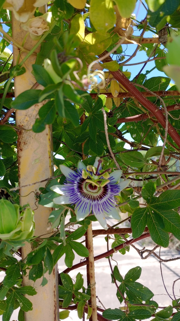 Foto de Maracujá azul