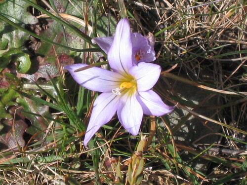 Romulea bulbocodium