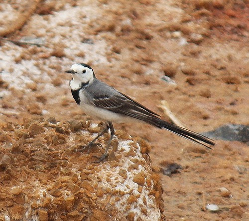 White Wagtail