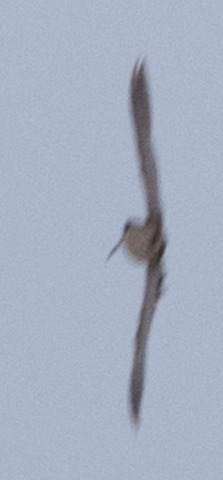 Common Snipe (Gallinago gallinago), photo 3