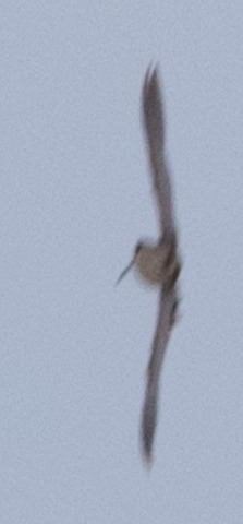 Common Snipe (Gallinago gallinago), photo 4