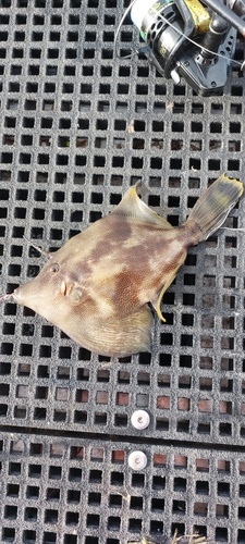 Centre board leatherjacket (Monacanthus chinensis) — Monacanthidae
