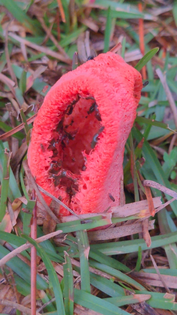 Clathrus columnatus · January 2026 · photo: © spaceman1331 (iNaturalist, cc-by)