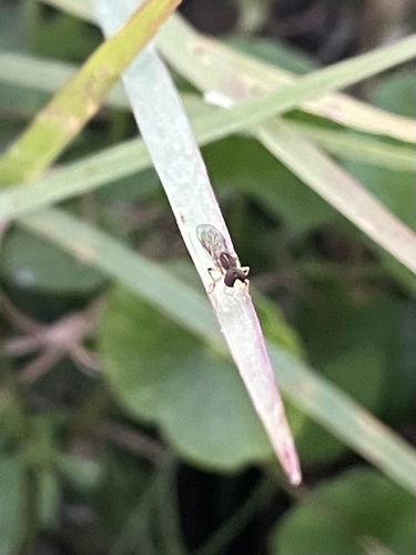 Unknown species found near Martin Ct, Weston, FL, US