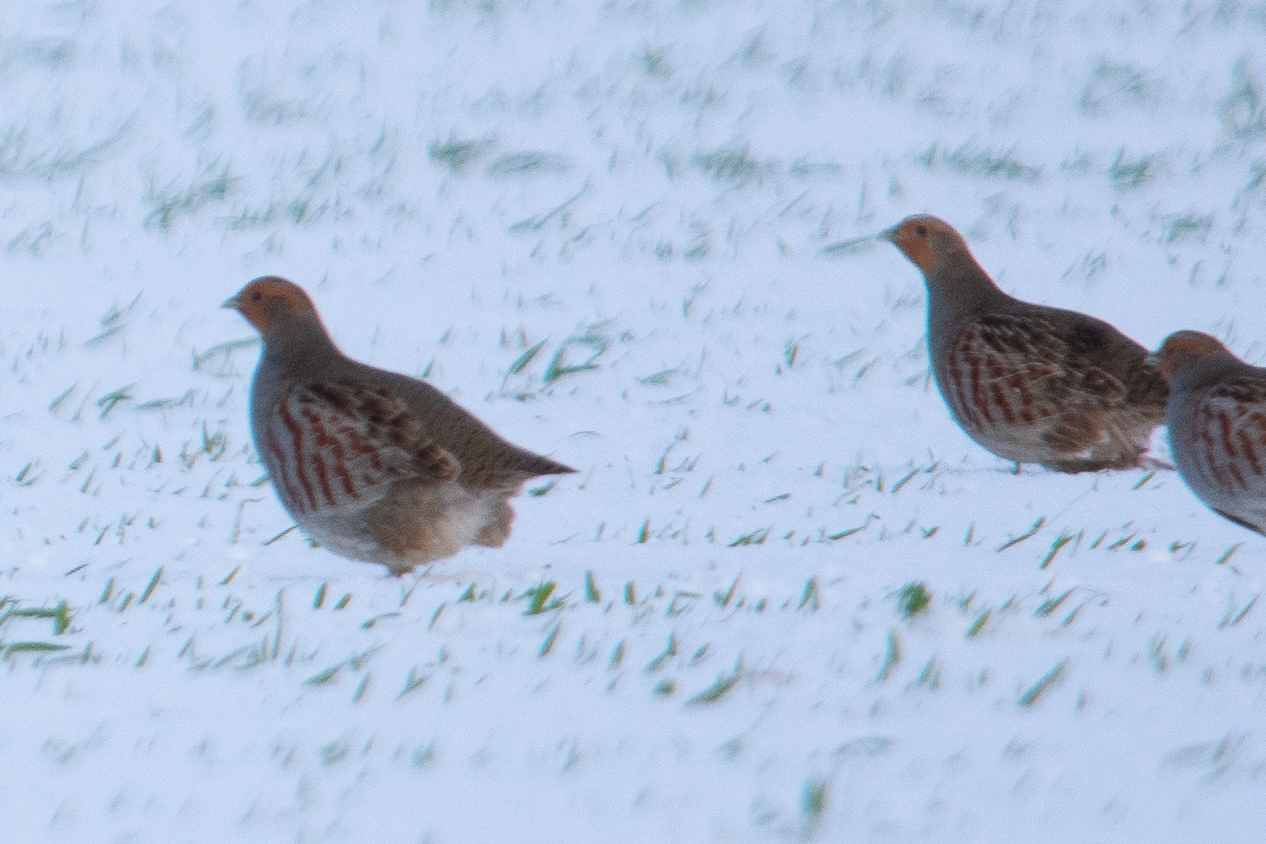 Grey Partridge (Perdix perdix), photo 6