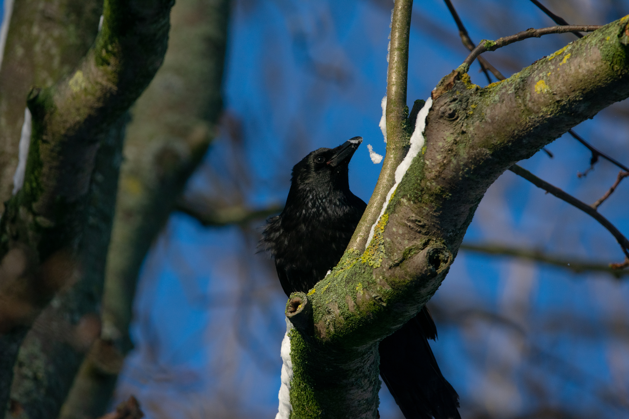 Carrion Crow (Corvus corone), photo 9