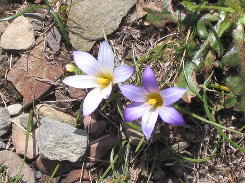 Romulea bulbocodium