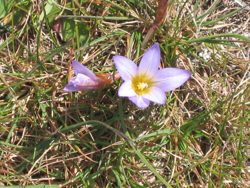 Romulea bulbocodium