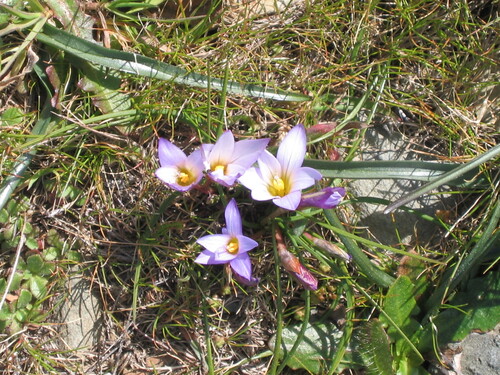 Romulea bulbocodium