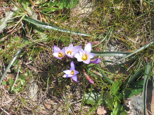 Romulea bulbocodium