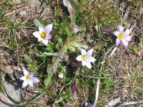 Romulea bulbocodium