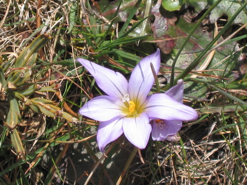 Romulea bulbocodium