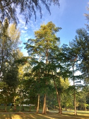 Terminalia calamansanai