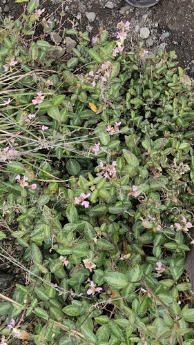 Desmodium uncinatum observed 2026-01-03