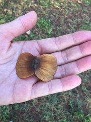 Terminalia calamansanai