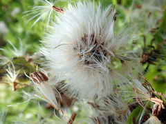 Sonchus grandifolius