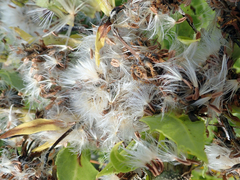 Sonchus grandifolius