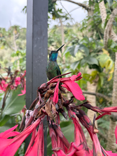 Talamanca Hummingbird (Eugenes spectabilis)