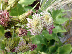 Sonchus grandifolius
