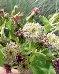 Sonchus grandifolius