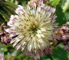 Sonchus grandifolius