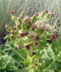 Sonchus grandifolius
