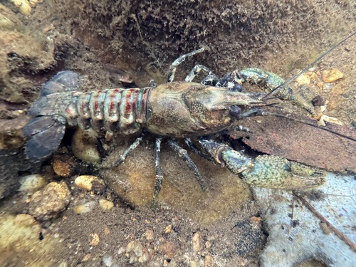 Spinycheek Crayfish, photo 3 of 7