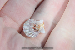 Antillipecten antillarum