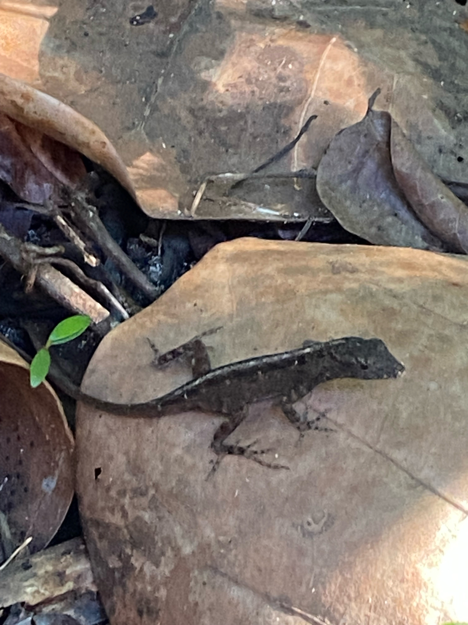 Anolis sagrei Duméril & Bibron, 1837