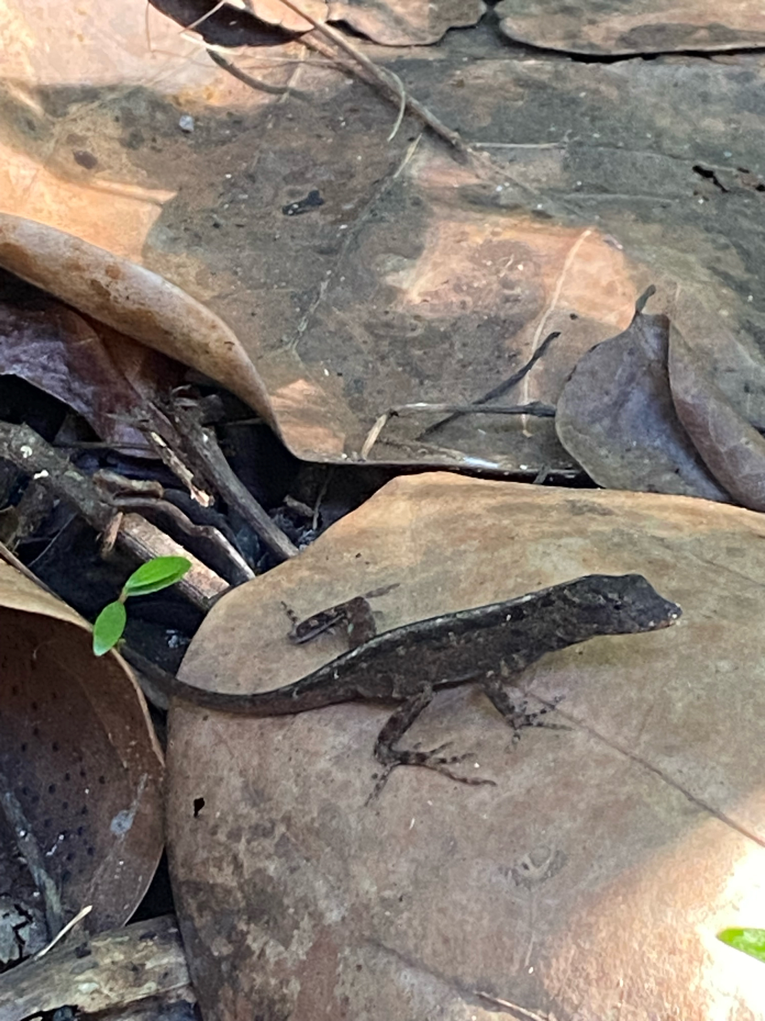 Anolis sagrei Duméril & Bibron, 1837